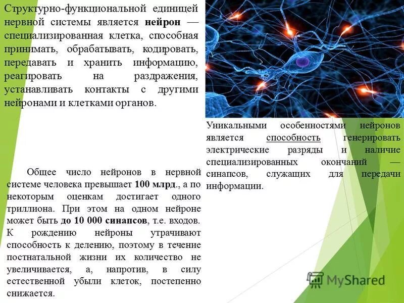 Структурно функциональной единицей нервной системы является. Структурно функциональной единицей нервной системы является