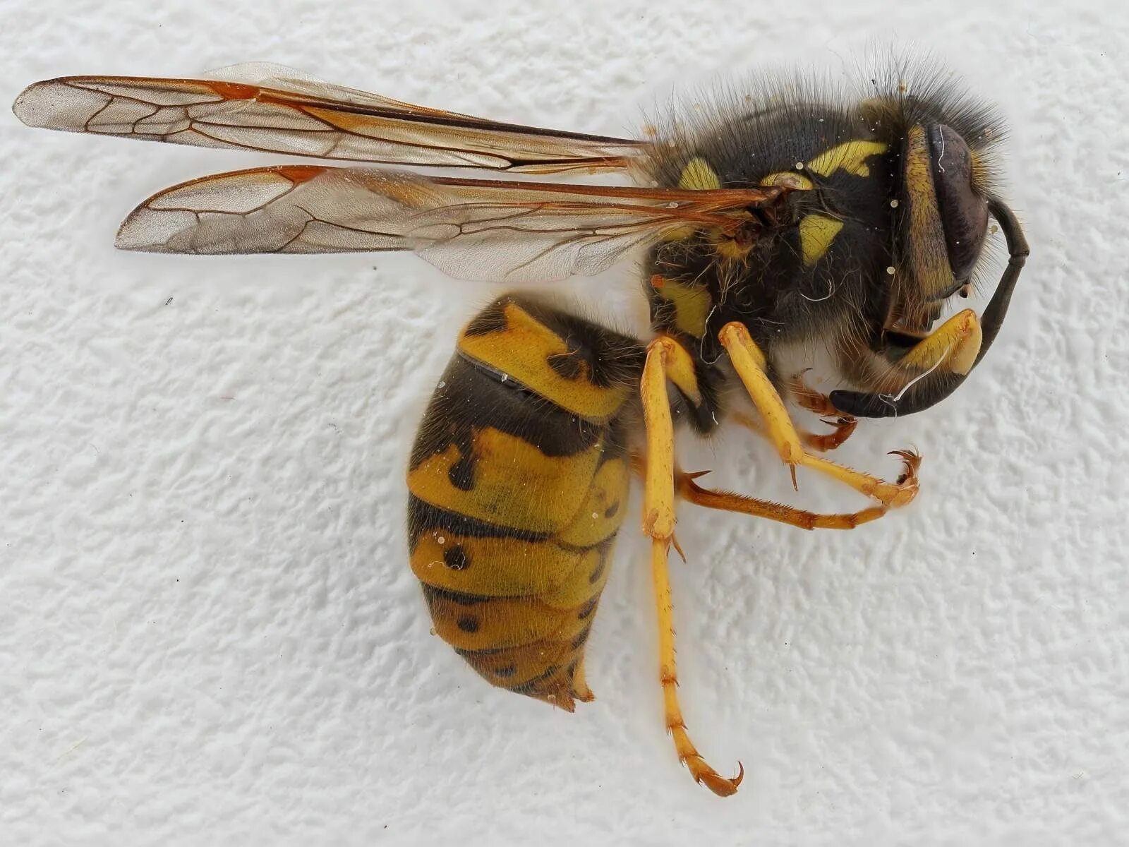 Шершень и оса. Осы определитель. Королева шершней. Германская оса германская оса. Девятерик шершень.