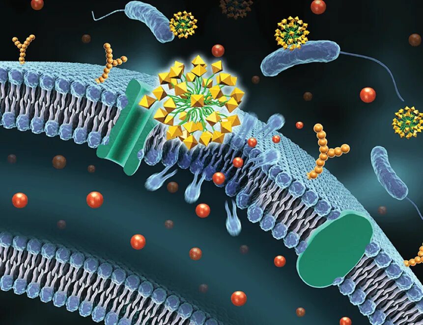 Липиды бактерий. Мембрана бактерий. Наночастицы в клетках. Разрушение мембраны клетки. Клетка бактерии клеточная мембрана
