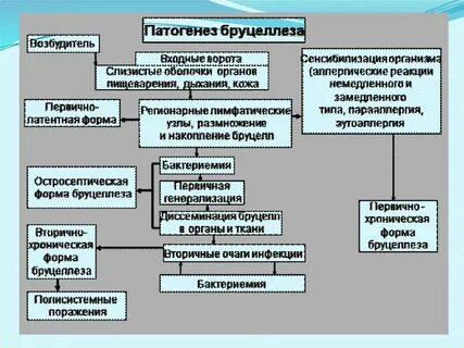 Диагностика бруцеллеза у человека