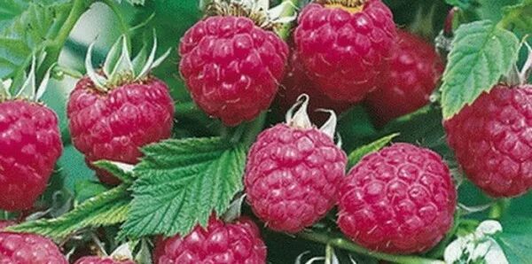 Малина ремонтантная херитейдж. Сорт бабье лето. Малина бабье лето 2. Малина ремонтантная бабье лето. Сорт бабье лето.