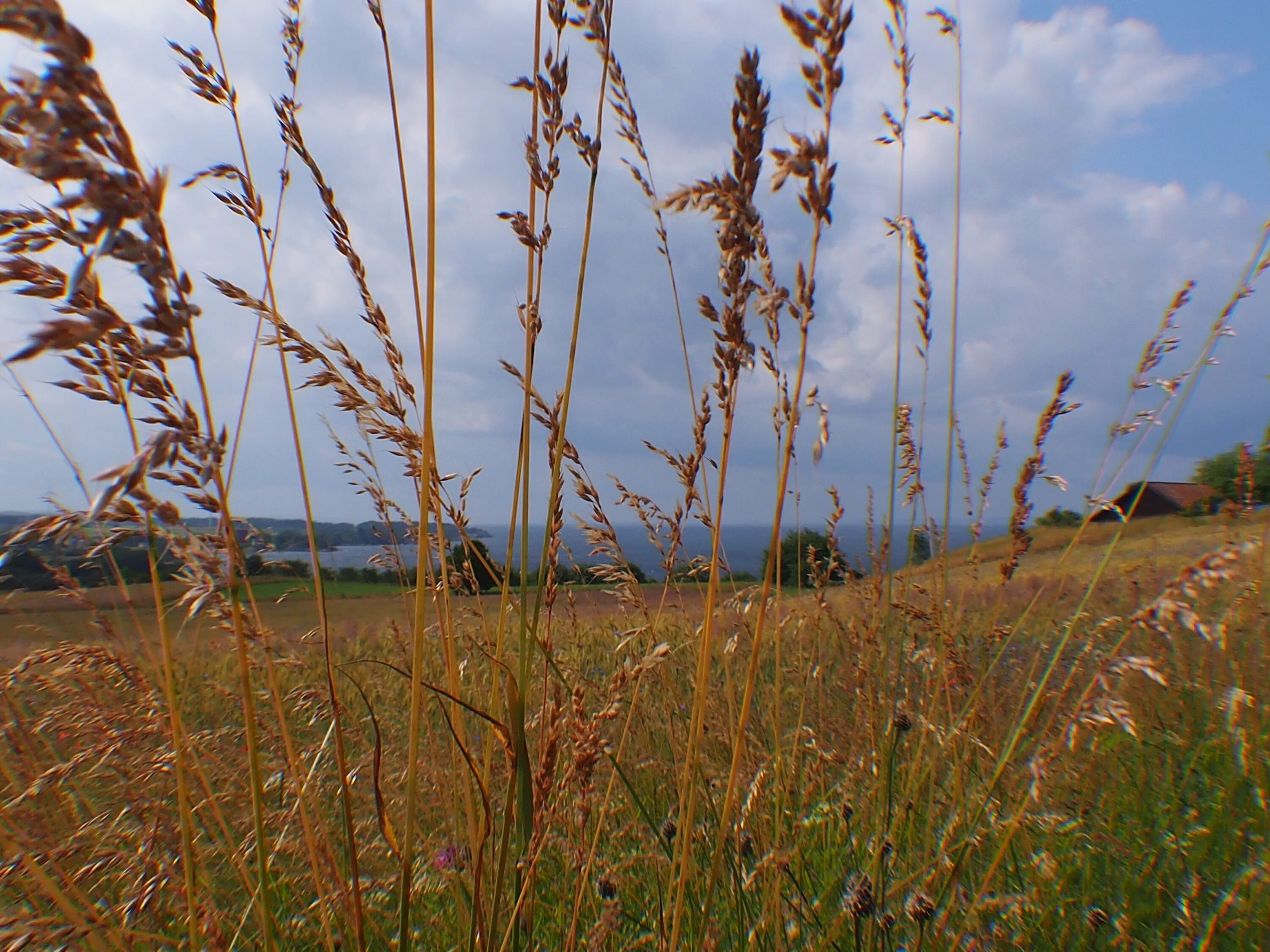 Ковыль пекинский. Степные травы. Ковыль сарептский (stipa sareptana). Ковыль сарептский (stipa sareptana). Растения сухой степи.