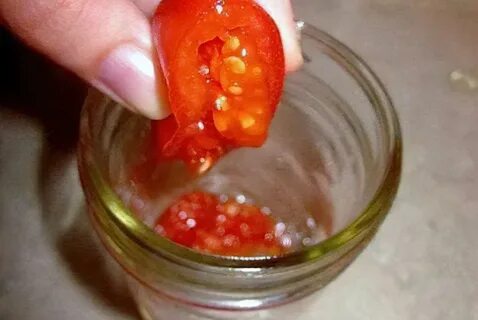 Семена томатов из своих помидор
