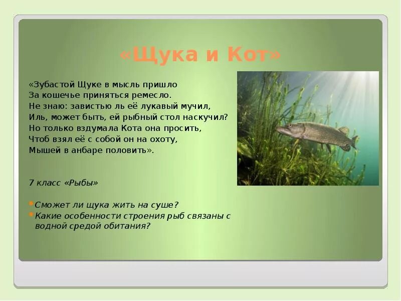 Щука и кот текст. Щука и кот. рассказ про кота и щуку.