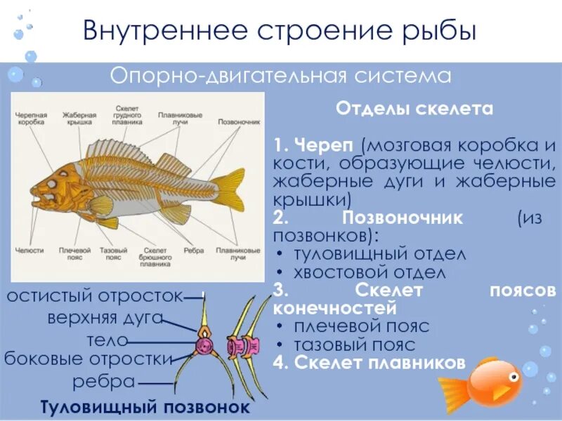 Характеристика класса рыб таблица