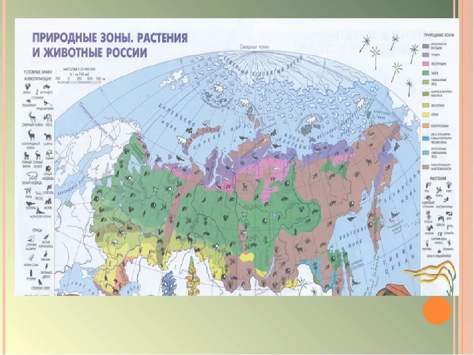 Интересные природные зоны. Карта природных зон и животных России. Карта природных зон России с зонами и обитателями. Карта природных зон мира. Природные зоны мира.
