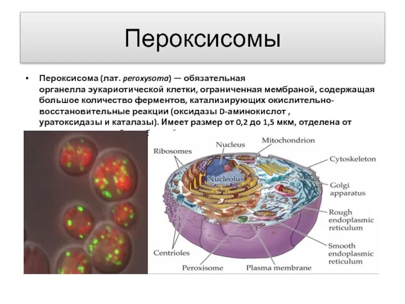 Размер животной клетки в мкм. Пероксисома строение органоид. строение клетки пероксисомы. строение клетки микротельца. строение клетки пероксисома.