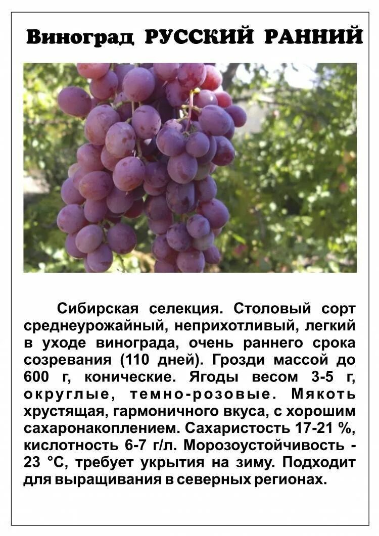Виноград Русский ранний Мой сад