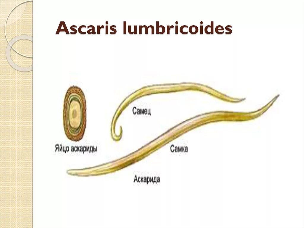 Человеческая аскарида (Ascaris lumbricoides).