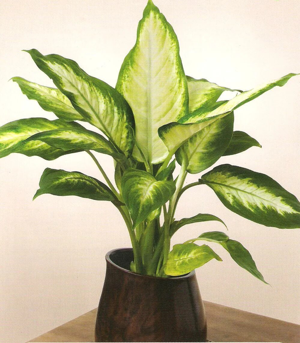 10 ядовитых комнатных растений. Опасные растения названия. Комнатные растения. Ядовитые комнатные растения. Ядовитые растения для человека.