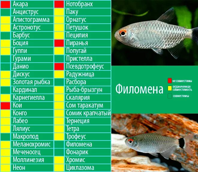 Тернеция совместимость с другими рыбами. Гурами аквариумная рыбка совместимость. аквариумные рыбки таблица. совместимость сомиков с другими аквариумными рыбками. хромис совместимость.