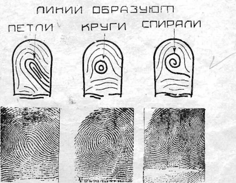 Развитие дактилоскопии