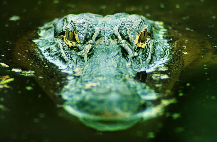 Крокодил тропического леса. Улыбка крокодила. Глаза и ноздри у крокодилов расположены. Подводная защита глаз крокодила схема. Нос крокодила.