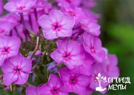 Уход за флоксами летом