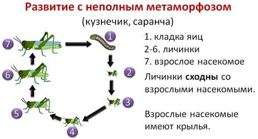 Размножение с метаморфозом. Развитие с неполным метаморфозом у насекомых. развитие с неполным превращением у насекомых. развитие кузнечика с неполным превращением. циклы развития насекомых кузнечик.