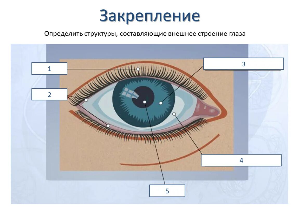 Глаз окружение. Внешнее строение человеческого глаза. Строение глаза. Наружное строение глаза. Внншние строение глаза.