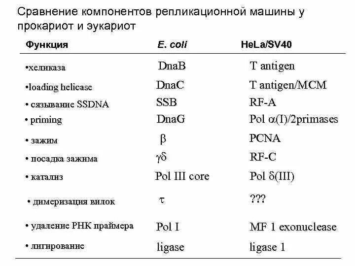 Репликация у эукариот. Разница в репликации у прокариот и эукариот. Репликация у прокариот и эукариот таблица. Хеликаза у прокариот.