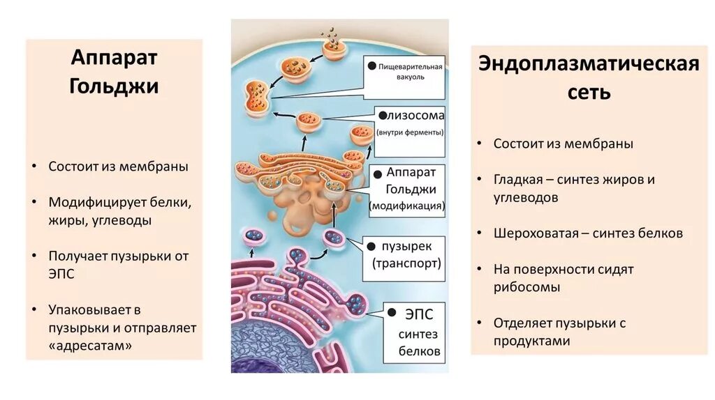 Функции ЭПС И аппарата Гольджи. Комплекс Гольджи и ЭПС различия. Эндоплазматическая сеть и аппарат Гольджи разница. Строение клетки ЭПС комплекс Гольджи. Пищеварительный органоид клетки