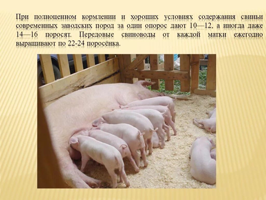 Свинья окружающий мир 3 класс. Свиноферма кормление свиней. Условия разведения свиней. Свиноводство окружающий мир. Презентация на тему свиноводство.
