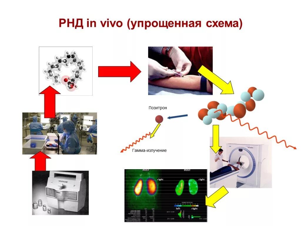 Метод диагностики in vivo. Исследования in vivo и in vitro. Методы in vivo. Радионуклидная диагностика in vivo in vitro. Исследования in vivo