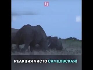 Аудиокнига зайцевой марии любовь носорога. Аудиокнига зайцевой марии любовь носорога. Любовь носорога. Аудиокнига зайцевой марии любовь носорога. Аудиокнига зайцевой марии любовь носорога.