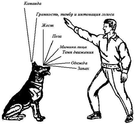 Команда сидеть. Команды для собак жестами рук. Команды и жесты ОКД для собак. Дрессировка служебных собак жестами. Жесты для дрессировки собак.