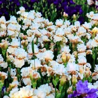 Iris home