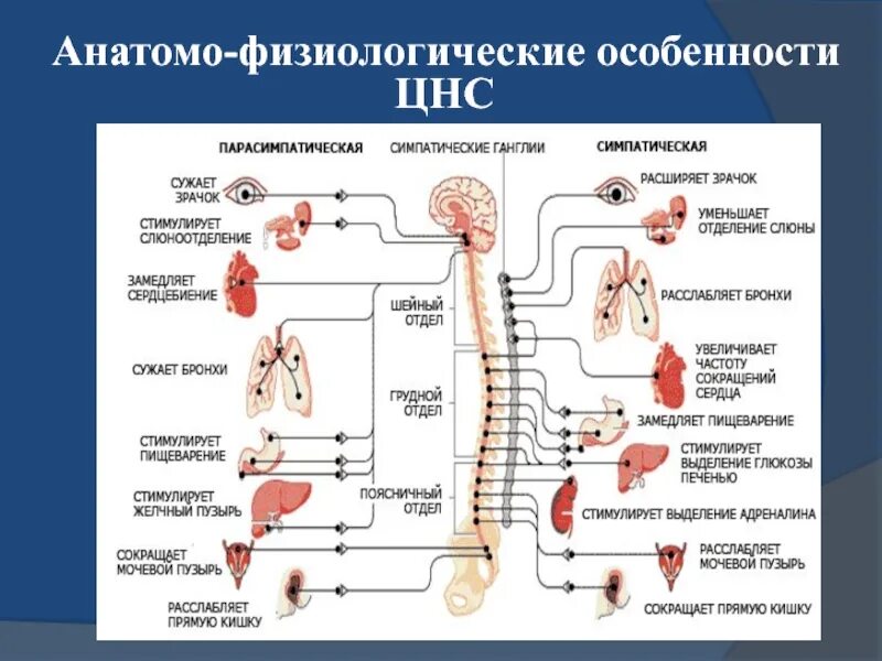 Анатомо функциональных