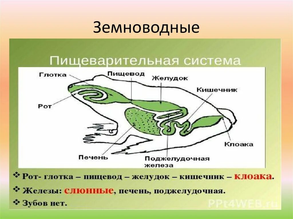 Пищеварительная система лягушки 7 класс. Земноводные пищеварительная система. Пищеварительная система амфибий. Пищеварение амфибий.