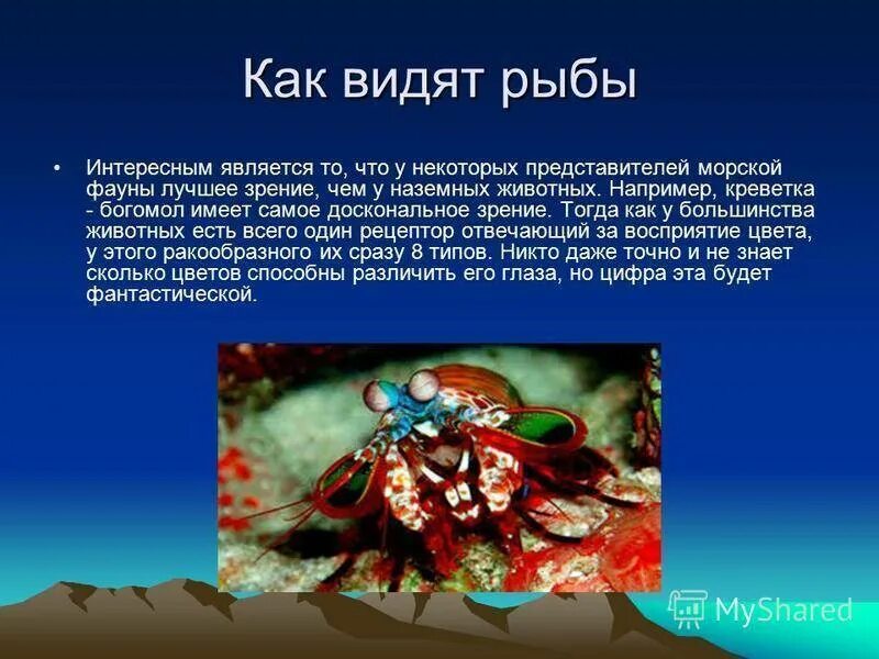 Как рыба видит в воде. Как видят рыбы. как видит рыба под водой. как видят мир рыбы. как рыбы видят людей.