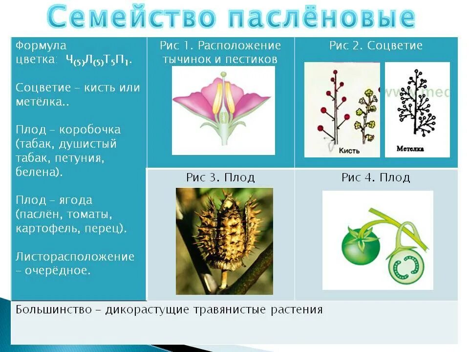 Семейство класса двудольные крестоцветные пасленовые. Тип соцветия пасленовых. Семейство Пасленовые формула цветка. Семейство Паслёновые соцветие схема. Формула цветка растений семейства пасленовых.