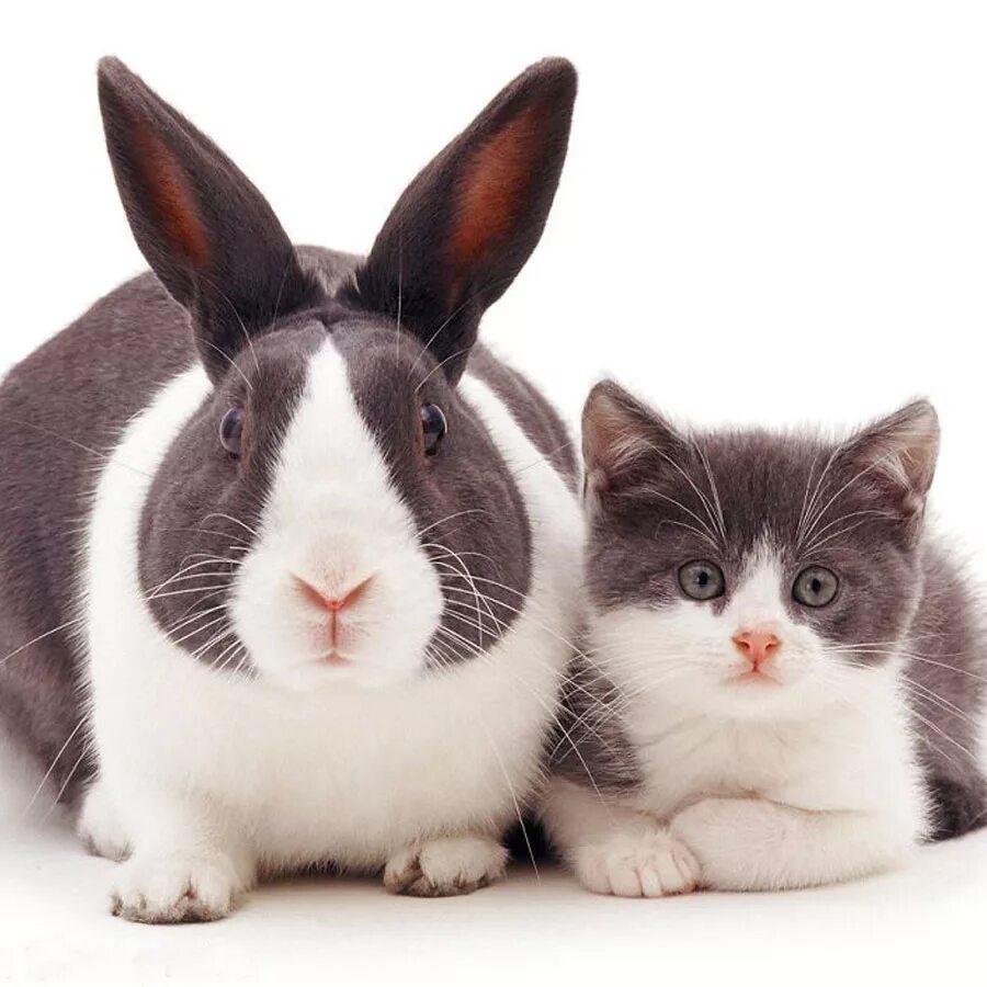 Дружба кота и кролика. Кот зайчик. Близнецы год кролика. Близнецы год кролика. Близнецы год кролика.