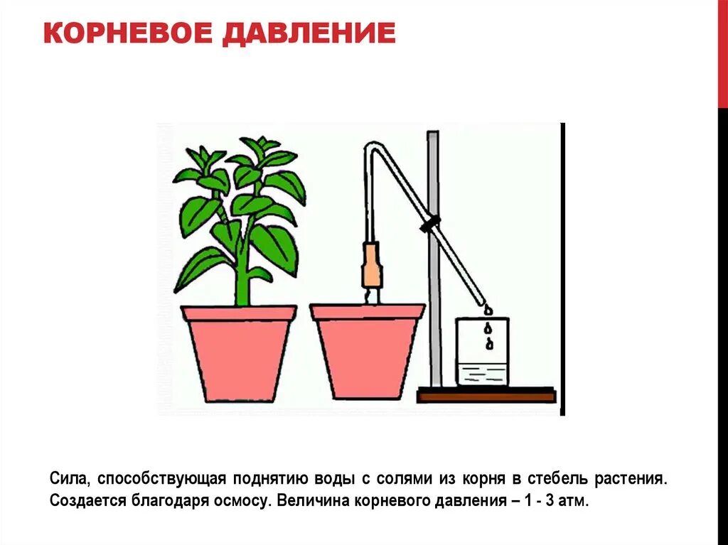 Опыт доказывающий Корневое давление. Опыт доказывающий Корневое давление у растений. Корневое давление опыт рисунок. Опыт демонстрирующий Корневое давление. Лабораторная работа по биологии передвижение воды