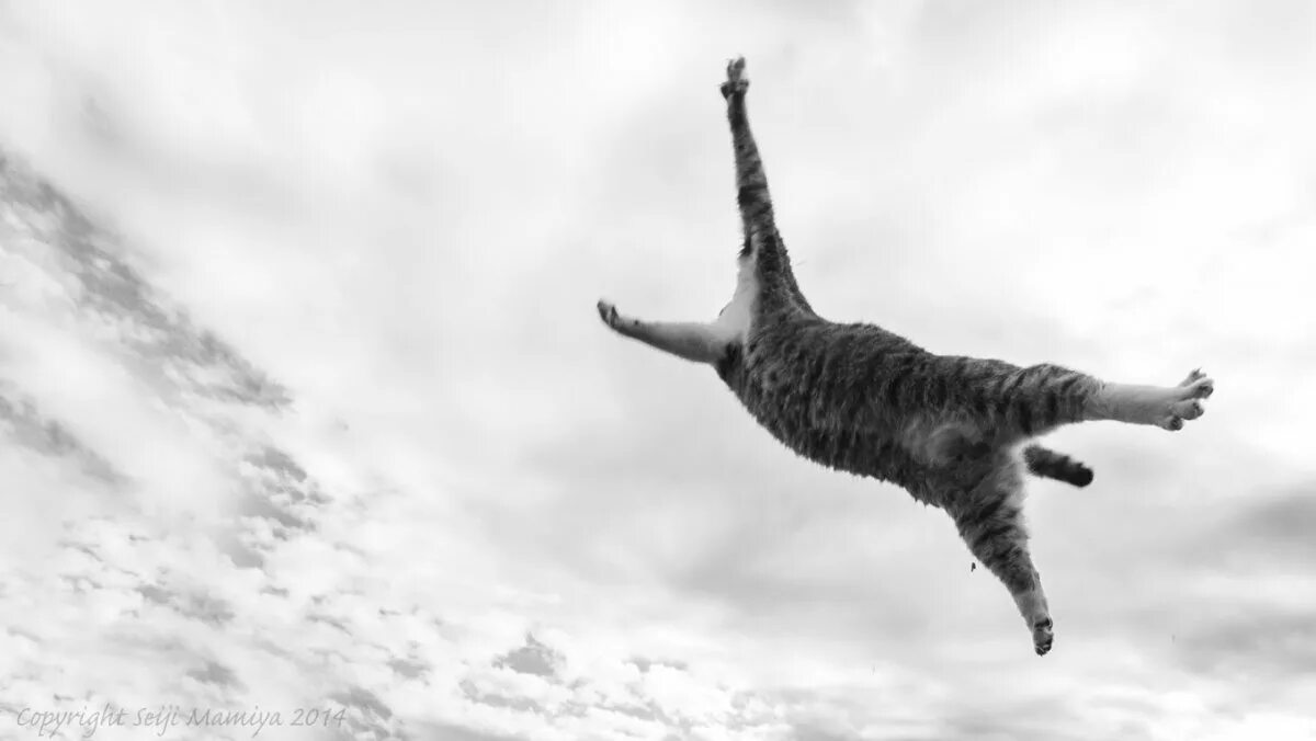 Кот летит мем. Кот в прыжке. кот летит. кошка в полёте. летающие котики.