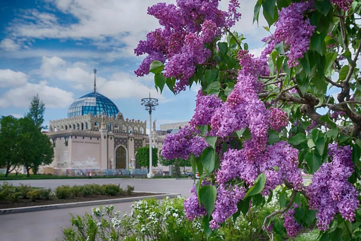 Улица сирени. Сирень Дрезден Чайна. Храмы сирень в Москве. Сирень зацвела в Москве. Сирень Павелецкий парк.