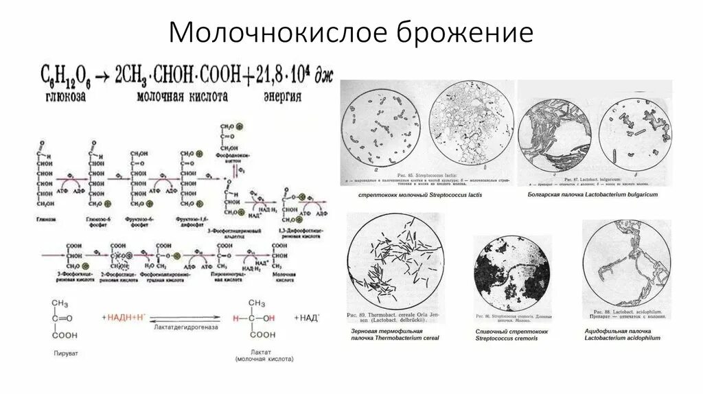 Молочнокислое брожение использование. Возбудители молочнокислого брожения рисунок. гомоферментативное молочное кислое брожение. возбудители молочнокислого брожения. гомоферментативное молочнокислое брожение.