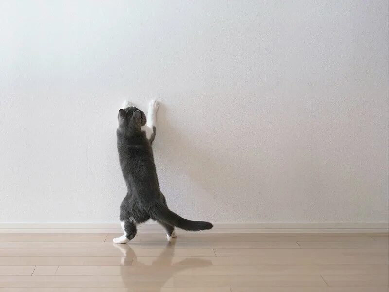 Встал на задние лапы. Встал на задние лапы. Встал на задние лапы. Котик стоит на задних лапах. Кот нападает.