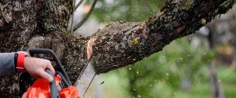 tree removal