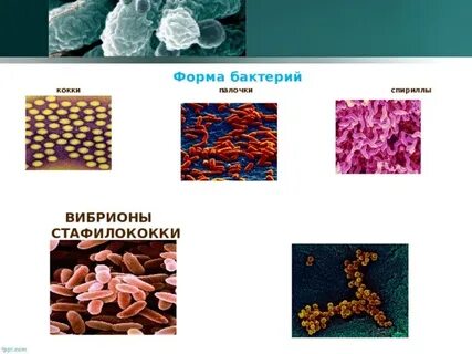 Стрептококки форма бактерии