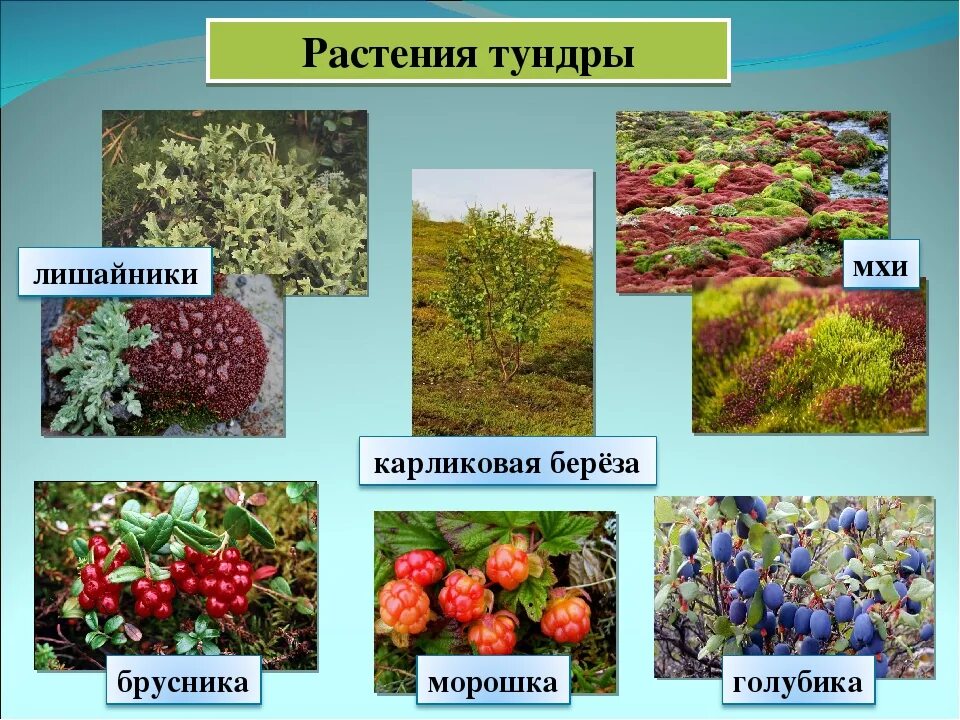 Чем растения тундры отличаются от смешанных лесов. Типичная растительность тундры. растительный мир тундры в россии. природная зона тундра растения. растения тундры в евразии.