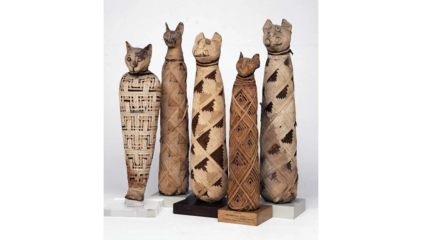 Мумифицированные кошки Египта. Мумии кошек в древнем Египте. Британский музей кошки мумифицированные. Мумия кошки в Пушкинском музее. Музыка древнего египта для кошек