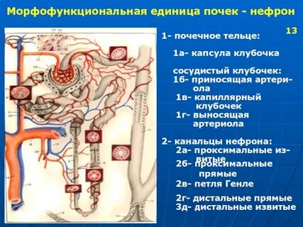 Почечная единица