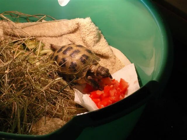 дохлая сухопутная черепаха. среднеазиатская черепаха. мертвая среднеазиатская черепаха. среднеазиатская черепаха в спячке. контрабанда сухопутных черепах.