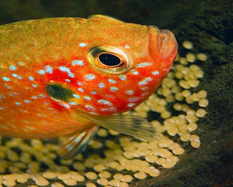 Рыба хромис. Хромис guttatus. Хемихромис Эскул. Хромис рубиновый. Породы разводимых рыб