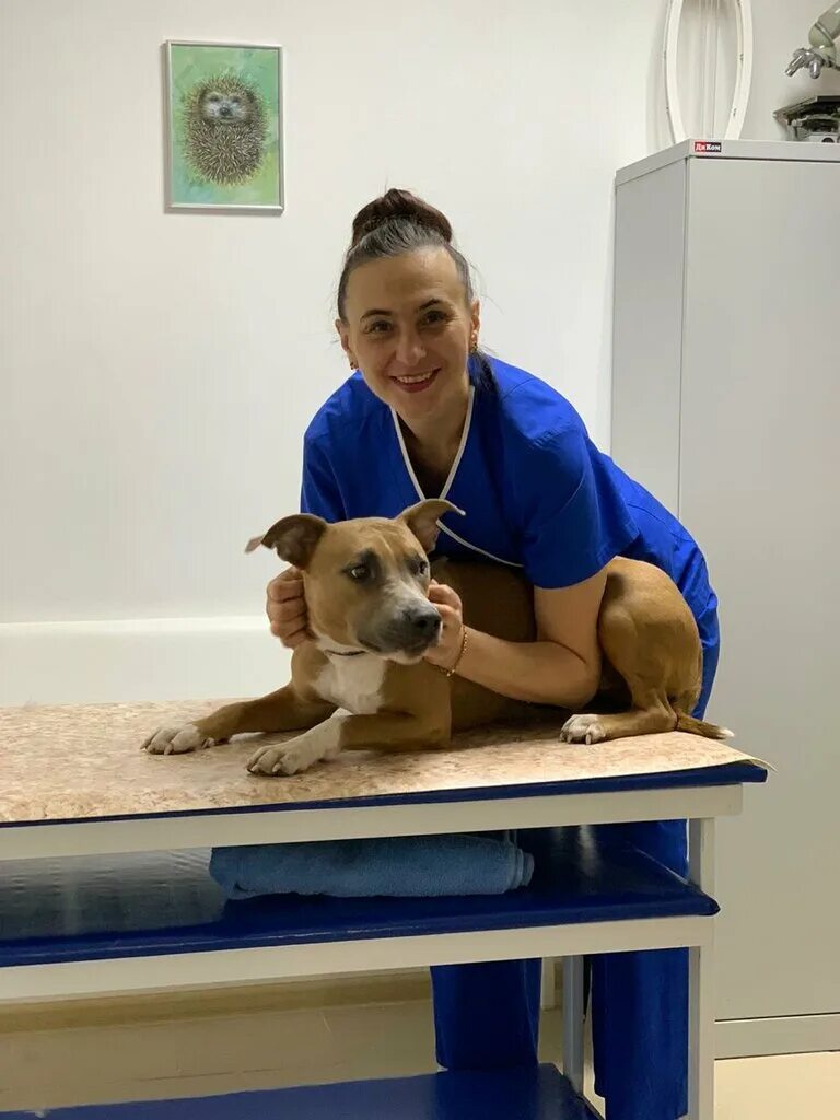 Государственная ветклиника воронеж. Государственная ветклиника воронеж. 206 московский проспект ветклиника. Городская ветеринарная клиника воронеж. Государственная ветклиника воронеж.