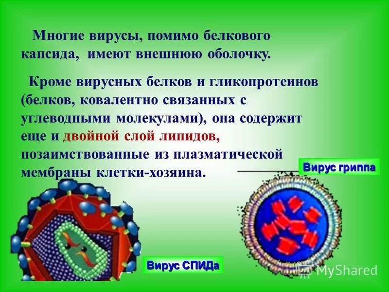 типы капсид. капсид это цитоплазма вируса. вич тип симметрии капсида. типы строения капсидов вирусов. капсид или капсид?.