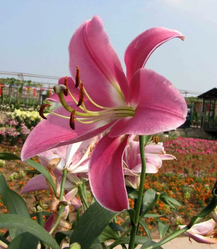 Provecho ® O.T. Hybrid Lily 4.27' (130cm) Lily, Plants, Garden