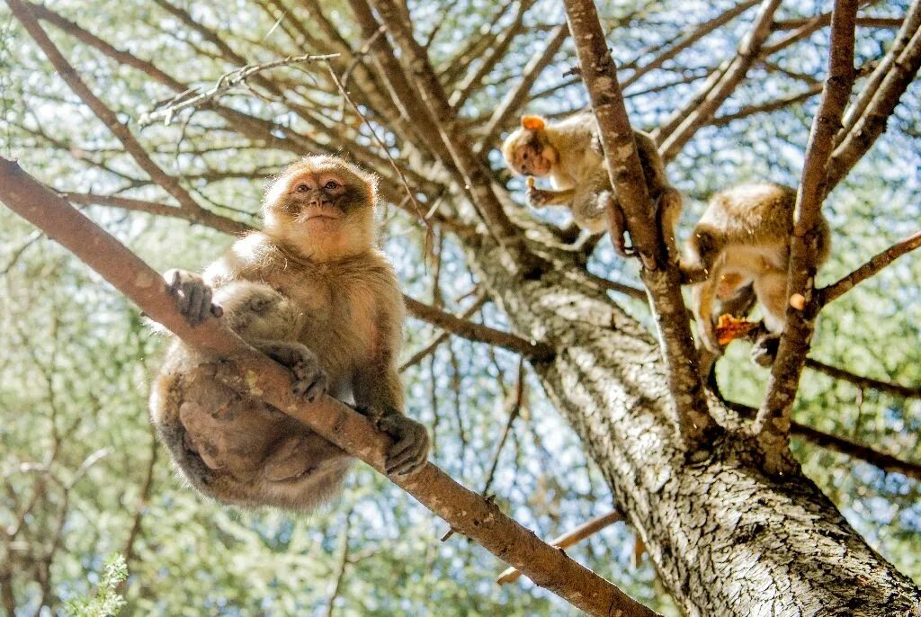 After monkeys