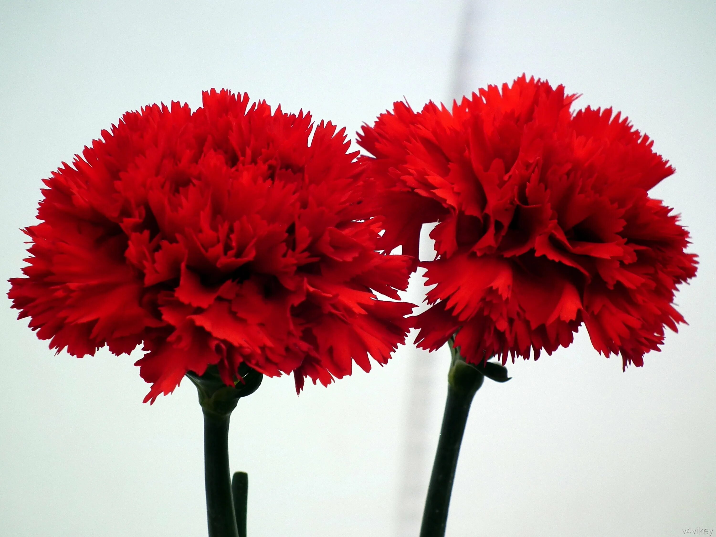 Гвоздики можно. Гвоздика Диантус красная. Гвоздика Carnation. Гвоздика одноголовая красная. Гвоздика Гранд слэм.