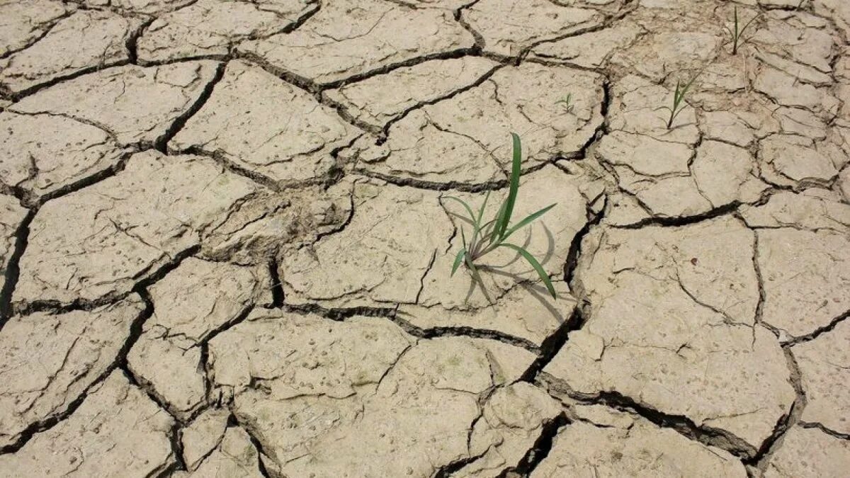 Засуха. Засуха растений. Засуха урожай. Пейзаж засухи.